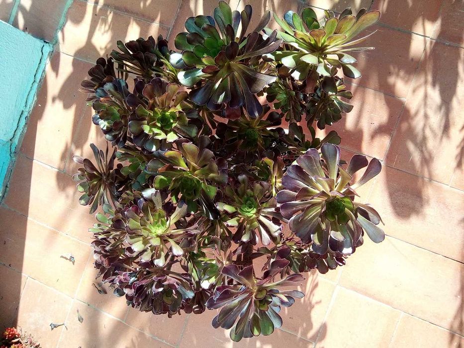 Mandalas raras e aeonium -  soculentas