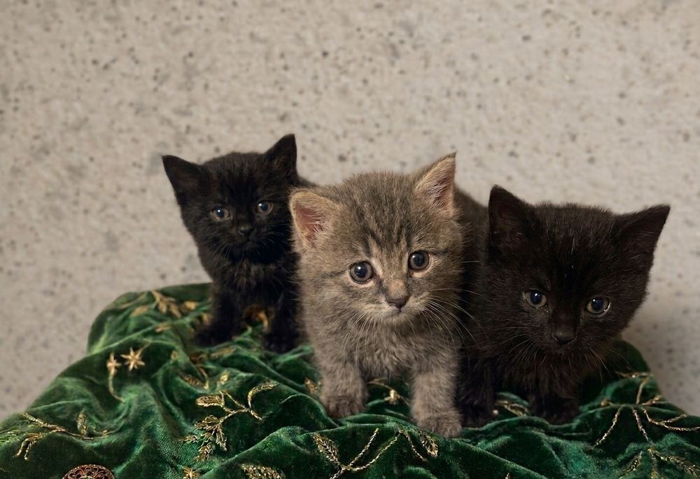 Віддамо котиків в хороші руки !