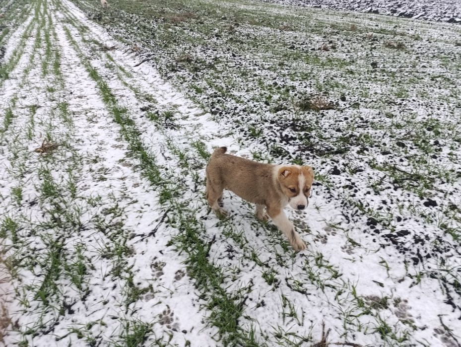 Продам цуценят алабая