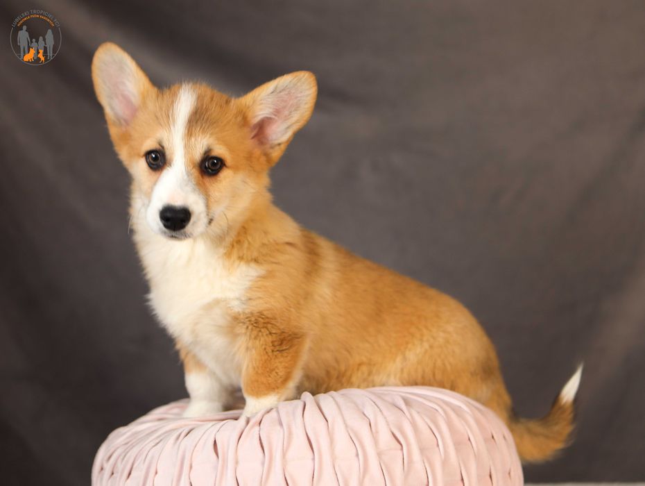 Welsh Corgi Pembroke ZKwP FCI suczka