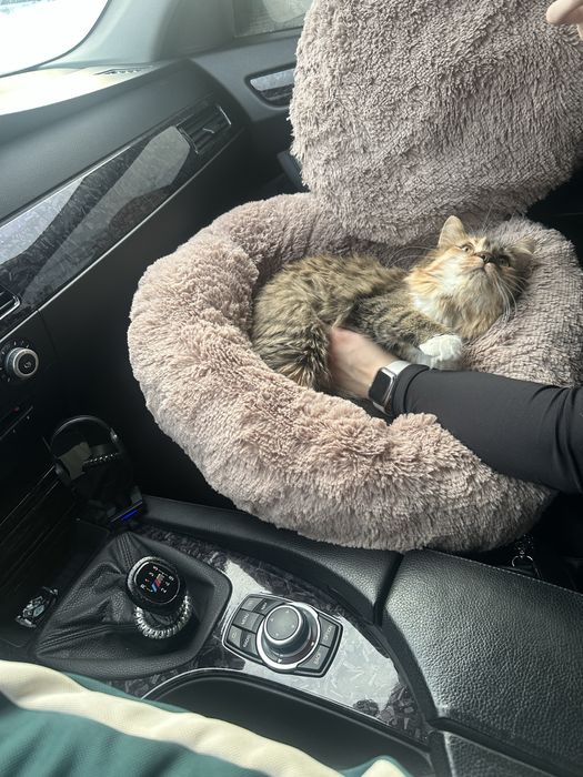 Безкоштовно Віддам кішку в добрі руки