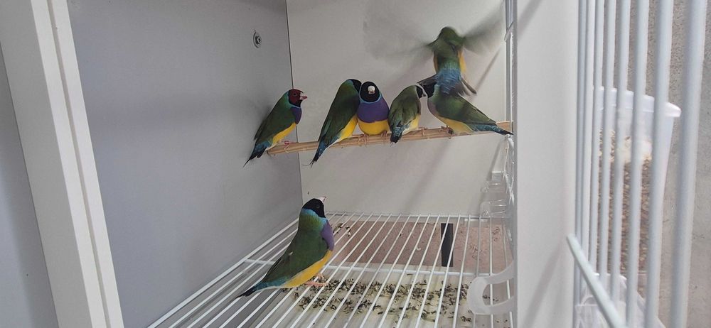 Diamantes de Gould