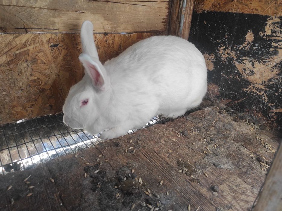 Кролики погуляная самка