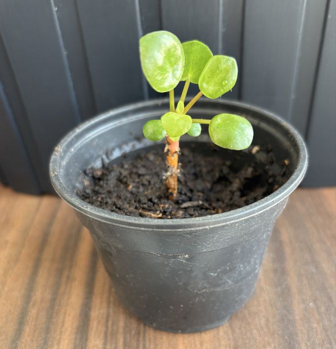 Planta Pilea - da amizade / dinheiro