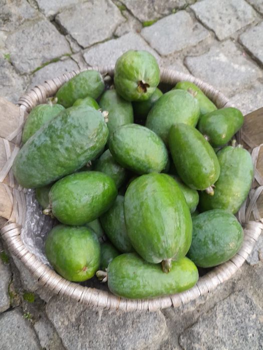 Vendo feijoas (fruto).