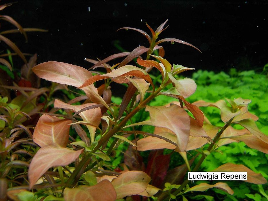 Zestaw roślin akwariowych  - 30 gat. na 1, 2 i 3 plan - wysyłka