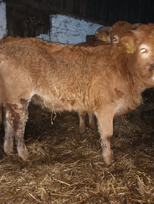 Jałówki limousine LM pod oceną PZHiPBM