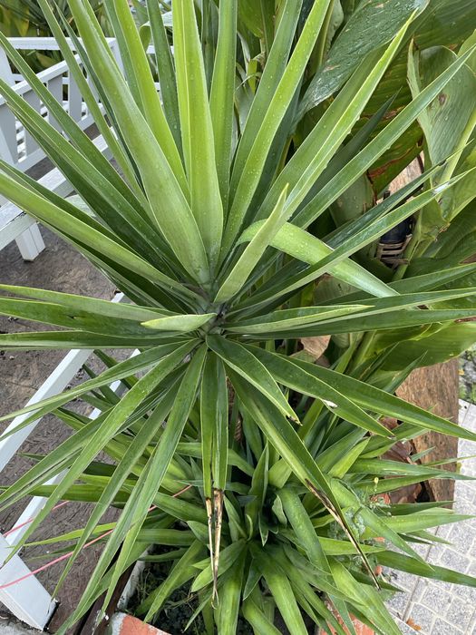 Yucca – plantas grandes e fortes para jardim