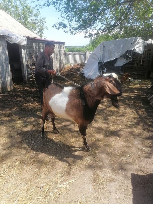 Продам англонубійського козлика