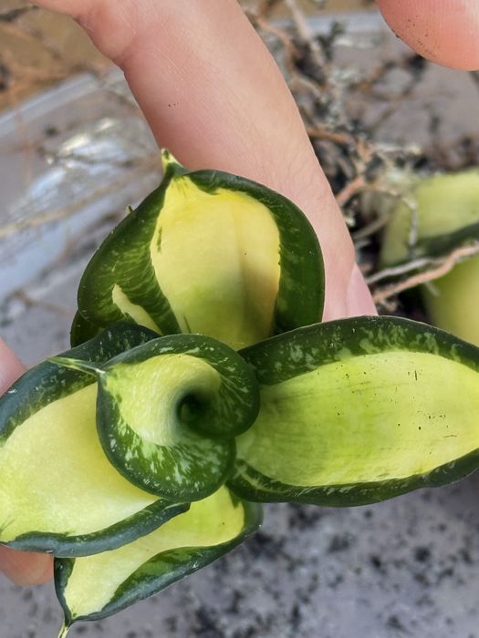 Сансевіерія Солід Голд Ханні (Sansevieria Hahnii Solid Gold)