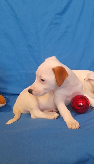 Дівченка джек Рассел тер'єр