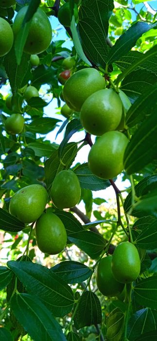 Варення цього сезону