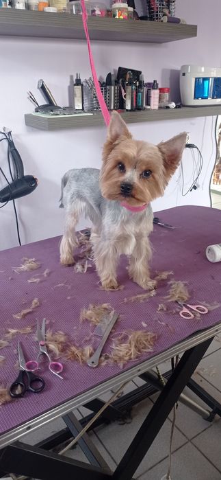 Strzyżenie i pielęgnacja psów w domu i u klienta