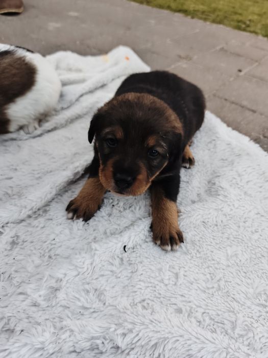 Oddam pieski w dobre ręce Rezerwacja