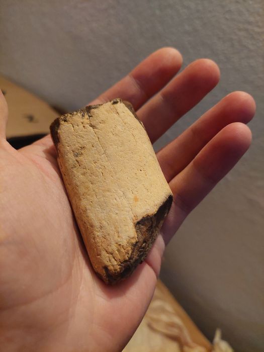 Fóssil osso Cetáceo Miocénico