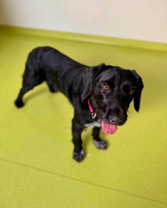 energiczny psiak szuka nowego domu