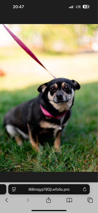 Прилаштовується собака