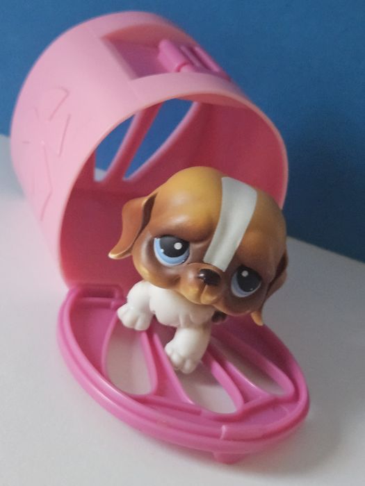 Bernardyn w różowym kojcu przenośnym