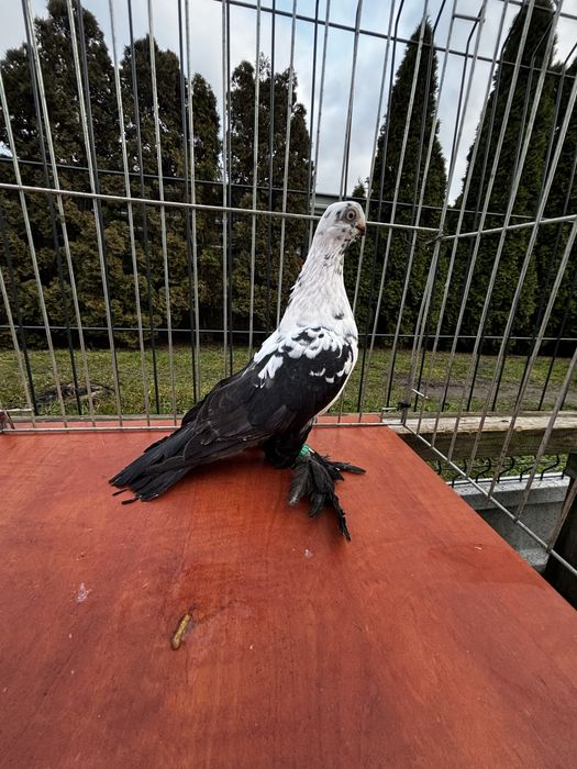 Motyl Warszawski samczyk 25r