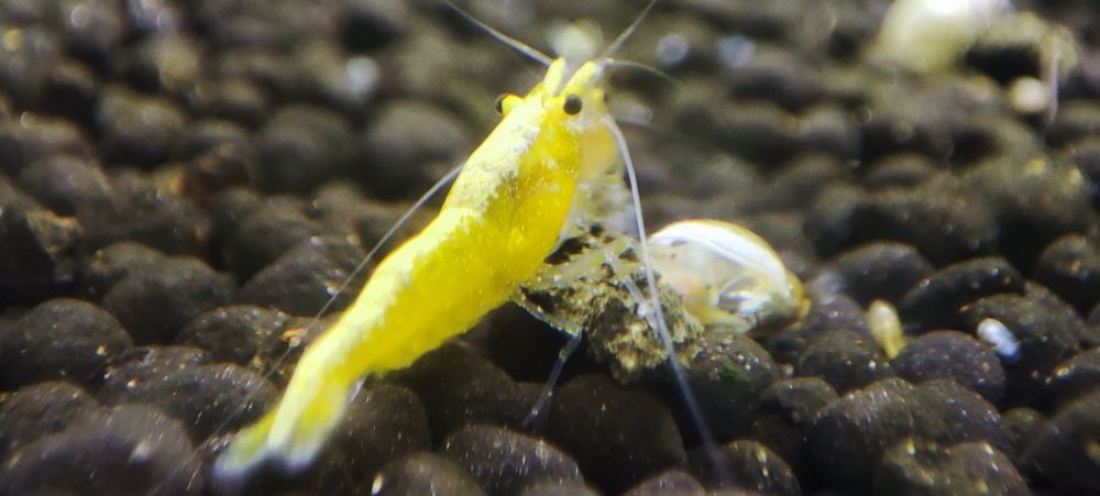 Krewetki Neocaridina Yellow Neon z pasem