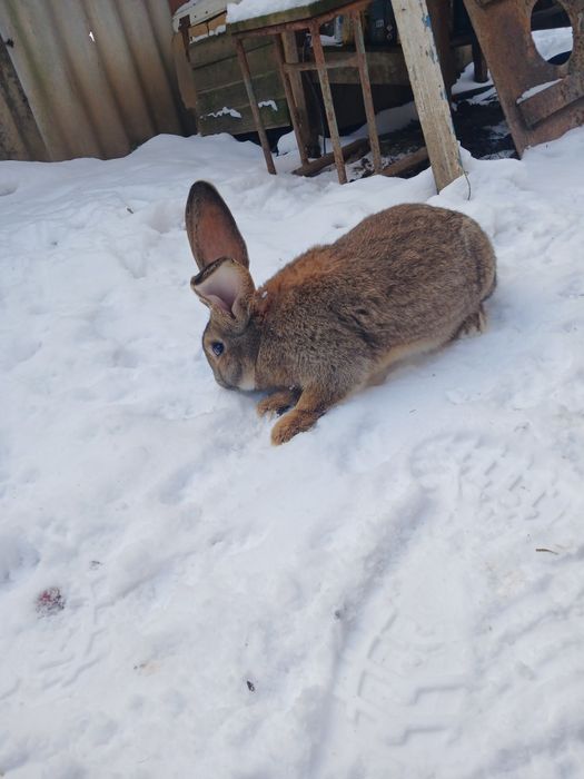 Кріль- самець порода фландир