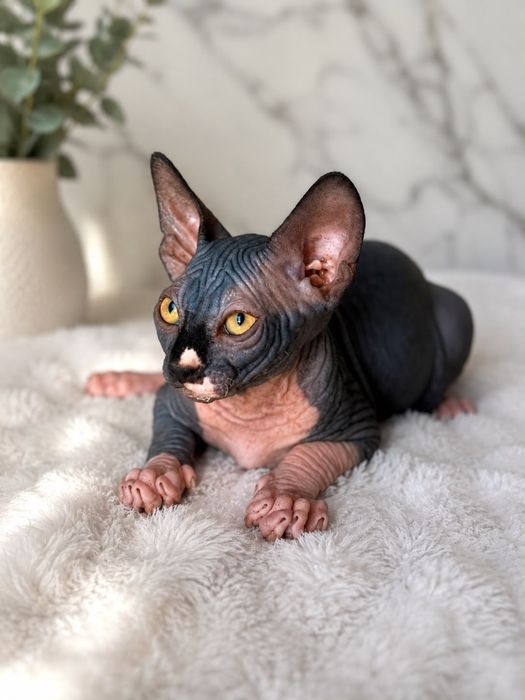 Sphynx Macho disponivel para entrega
