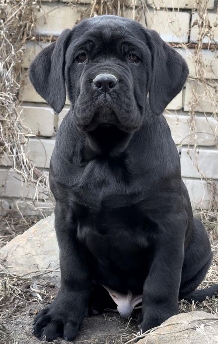 Щенки Кане Корсо