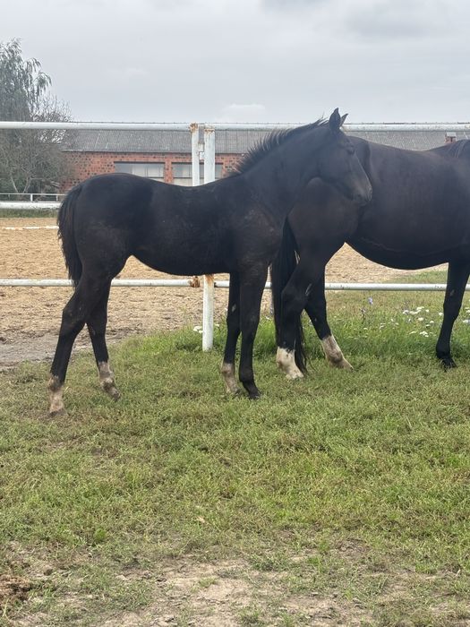 Sprzedam odsadki klaczki ślaskie