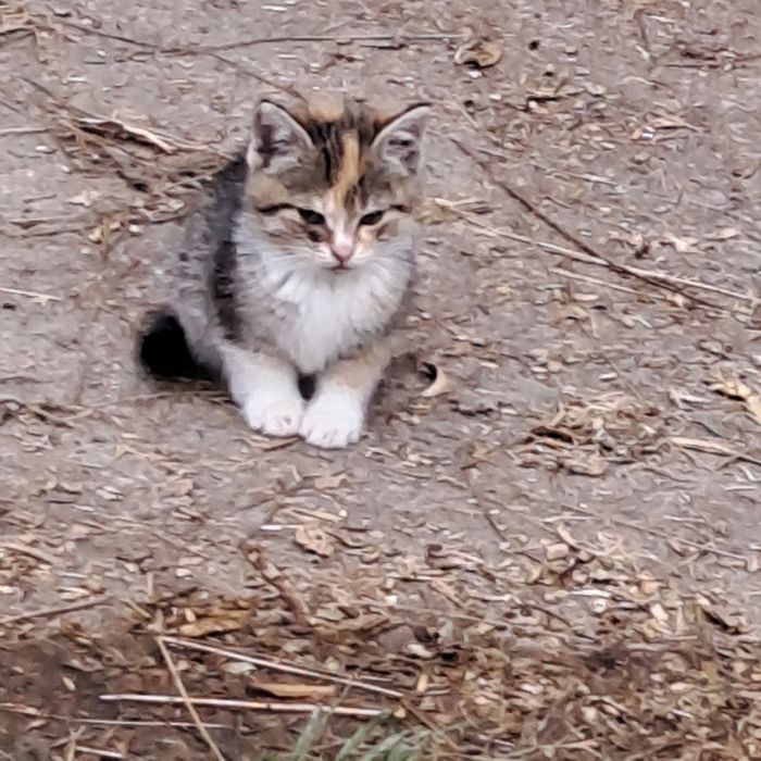 Oddam śliczne kotki