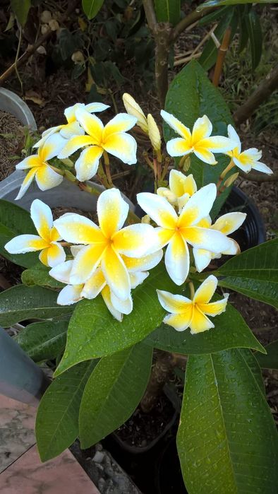 Pulmerias várias cores