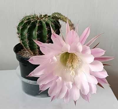 Kaktus kwitnący Echinopsis Eyriesa -różowy
