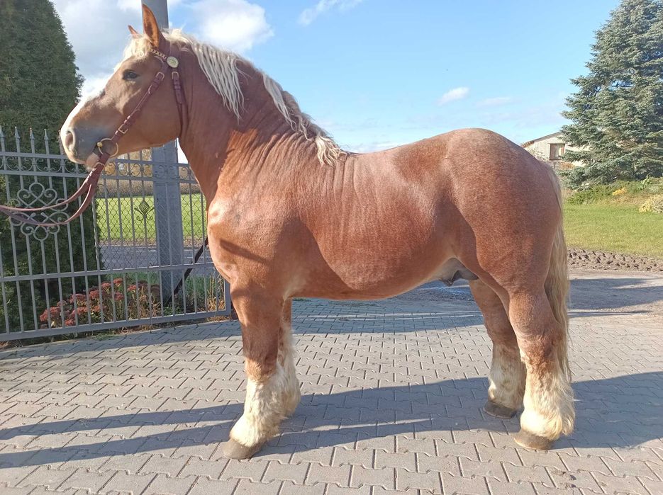 Młody ogier zimnokrwisty kasztan na sprzedaż