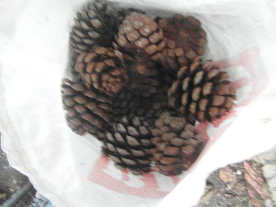 Pinhas 50 saco secas