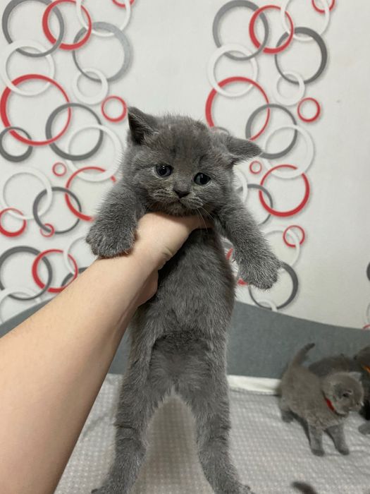 Шотландські котята