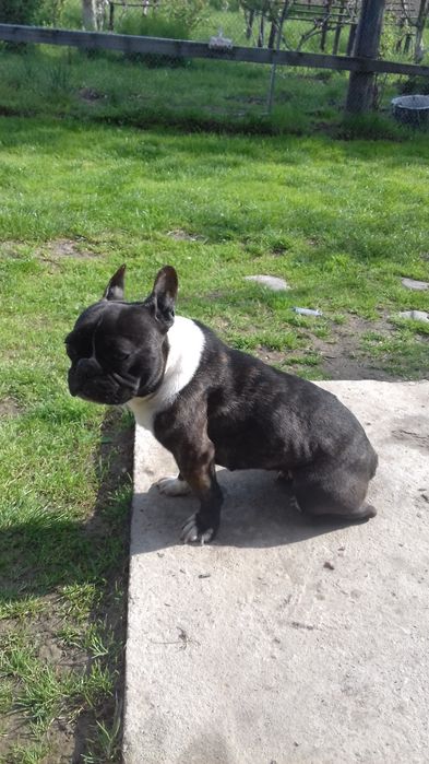 Продається  французький бульдог