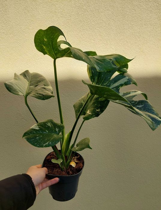 Planta Monstera Thai Constellation