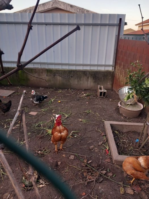 Patos mudos e frangos  caseiros