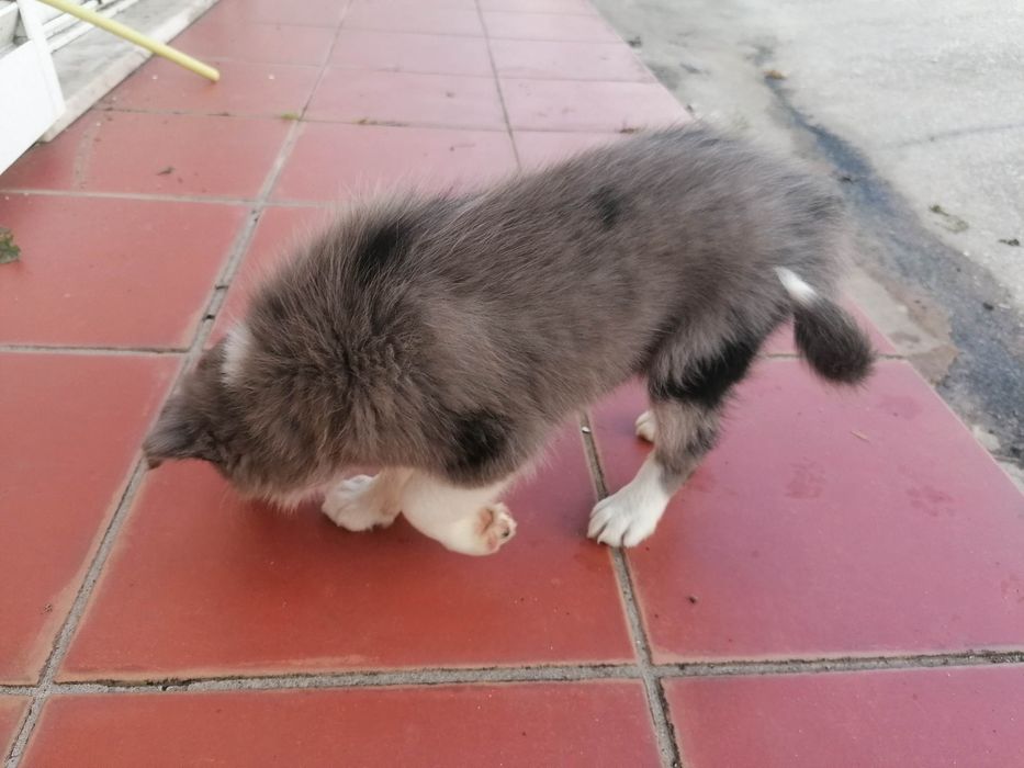 Fêmea Border Collie (rara) LOP/RI