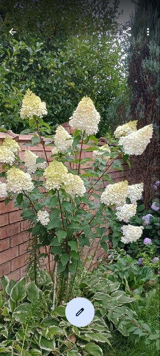 Хоста декоративна сорт моерхейм