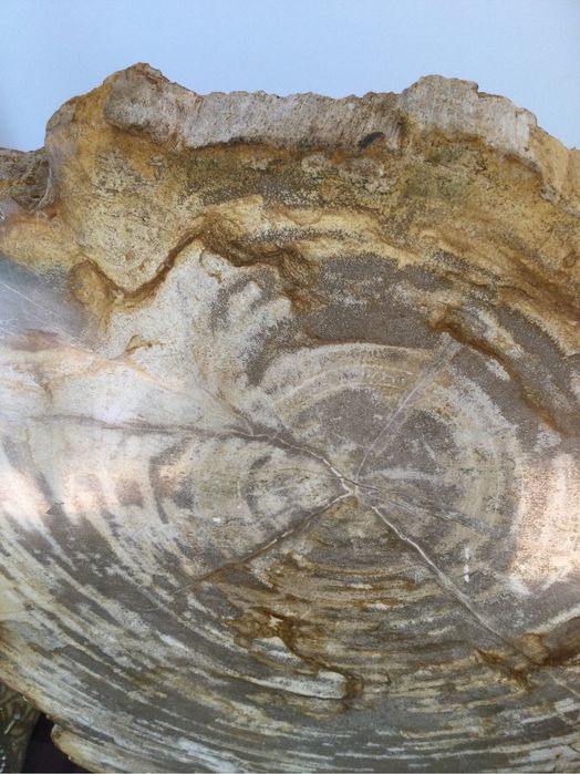 Grande Fóssil - Madeira Petrificada - 23 milhões de Anos