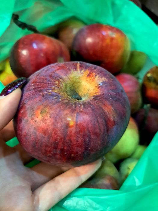 Jabłka z własnego sadu