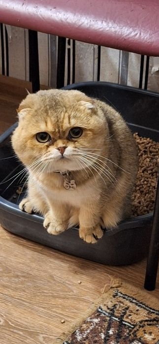 Срочно! Шотландский Золотой мальчик
