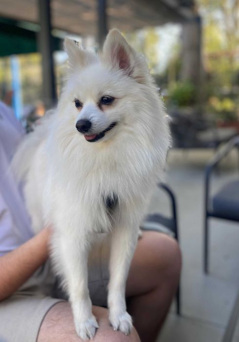 Loki - Spitz Alemão Pequeno (macho) para acasalar