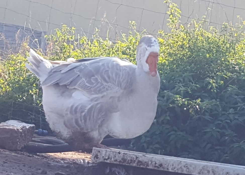 Chołmogory jaja legowe