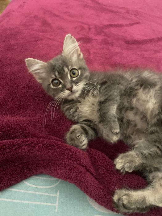 Шотландский мальчик