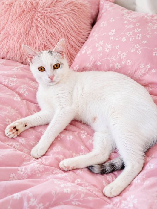 Кошечка Белочка в добрые ручки!!