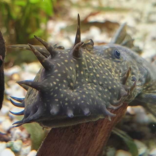 Glonojad - Zbrojnik niebieski - Ancistrus dolichopterus - dowozimy