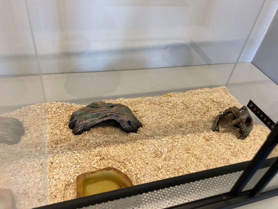 Terrarium dla węża zbożowego