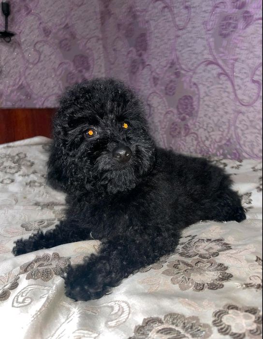 Собака улибака мальтіпу Ф1