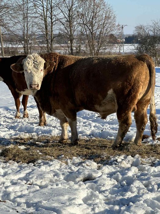 Sprzedam byka rozpłodnika rasy simental
